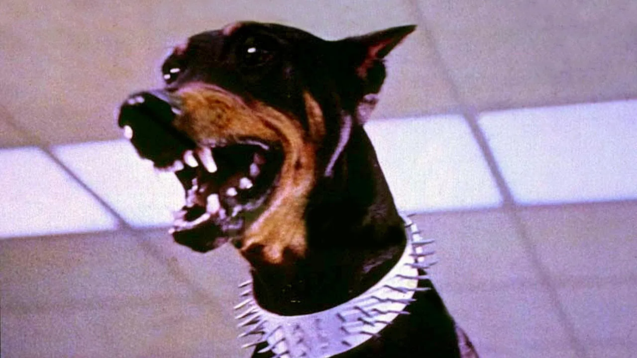 La gang dei doberman streaming ita
