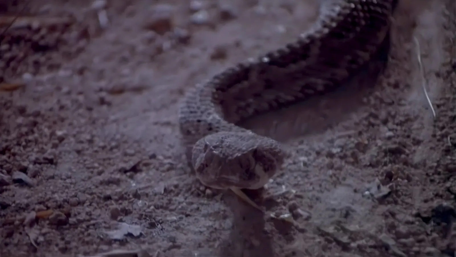 Rattlers streaming ita