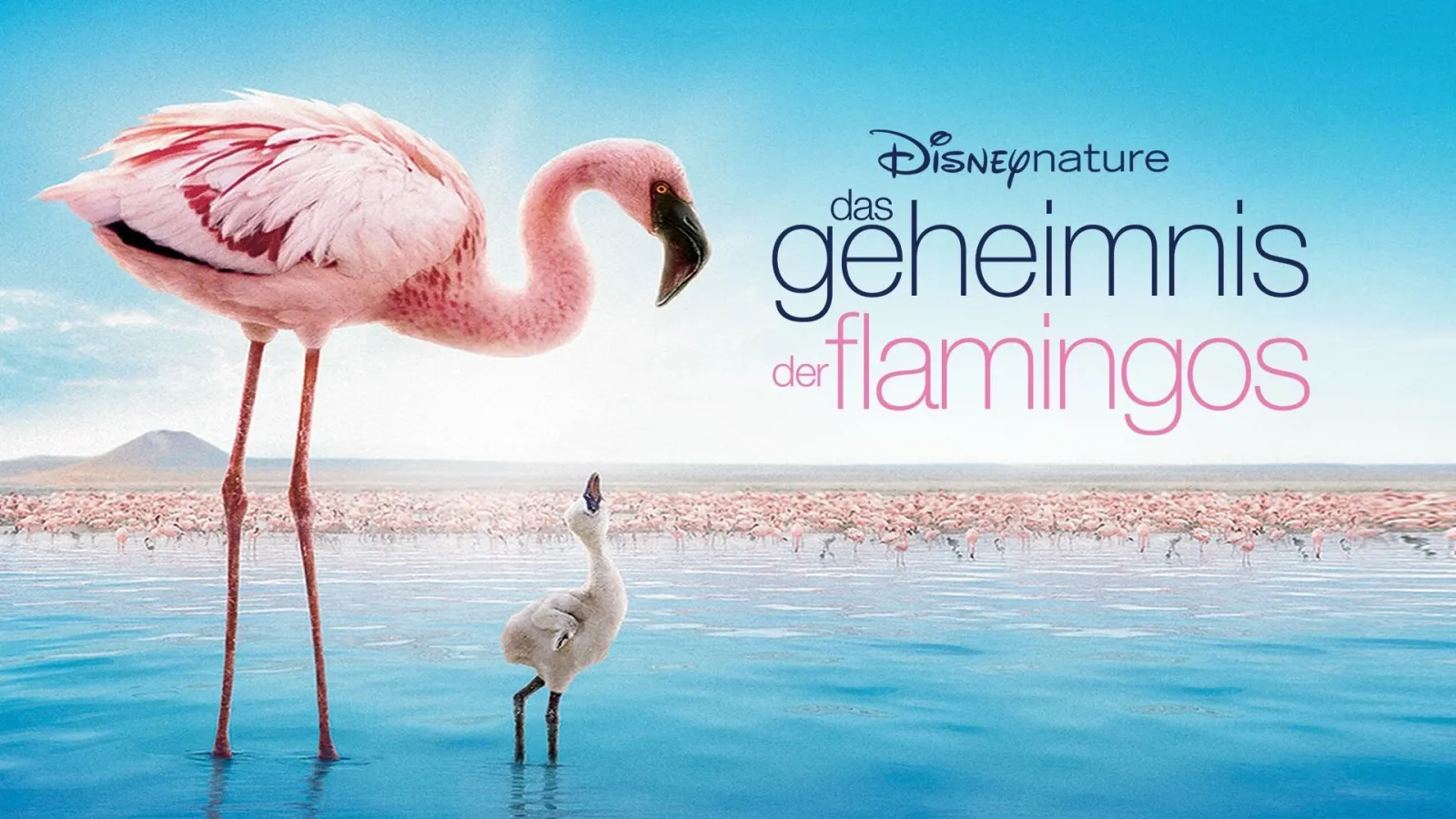 Il mistero dei fenicotteri rosa streaming ita