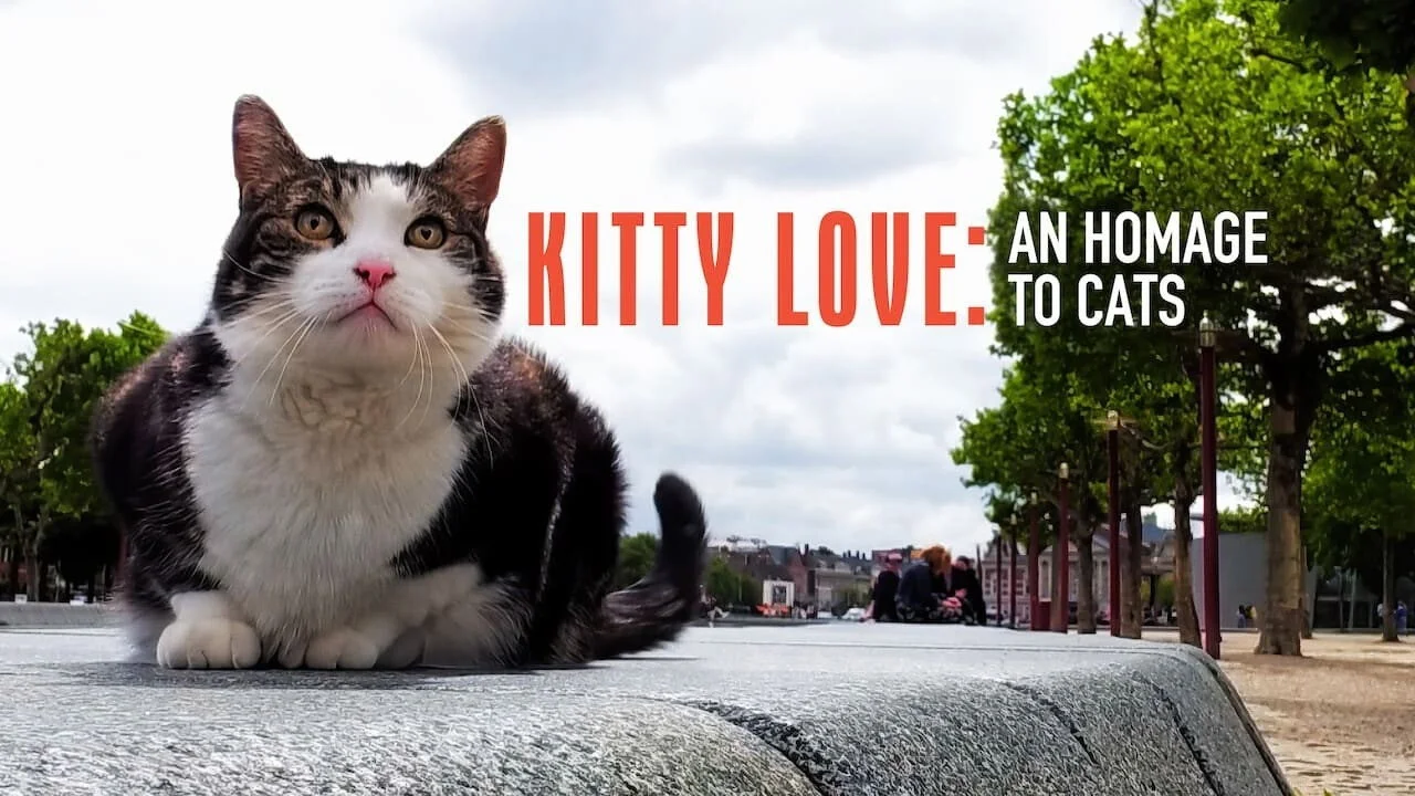 Kitty Love: Evviva i gatti! streaming ita