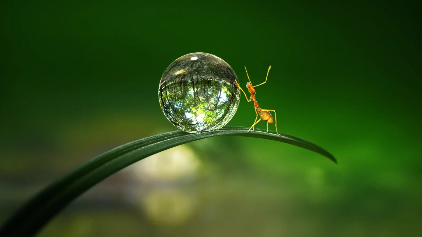 Tiny World streaming ita