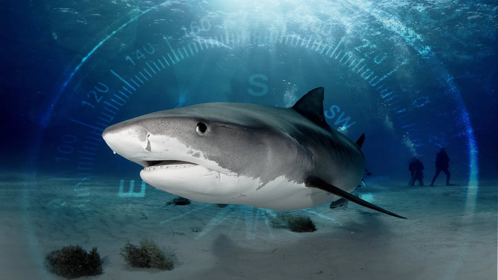 Sharks of the Bermuda Triangle streaming ita