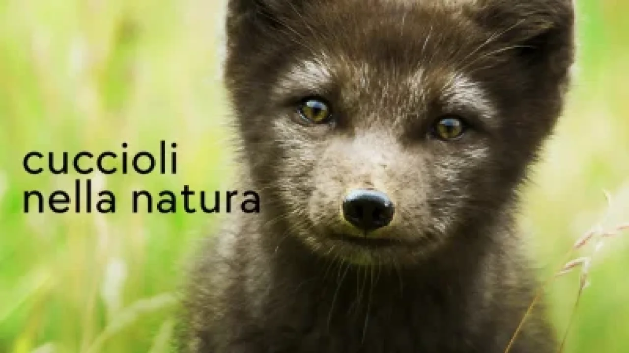 Cuccioli nella natura streaming ita