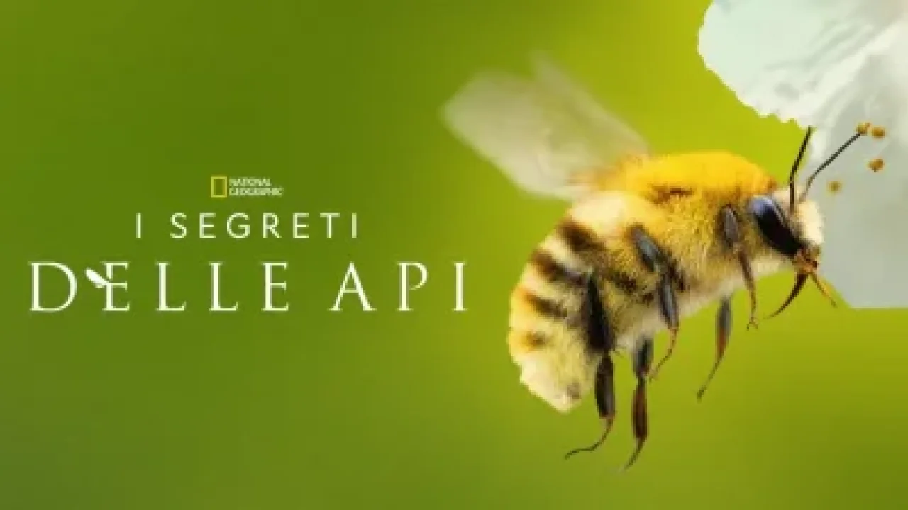 I segreti delle api streaming ita