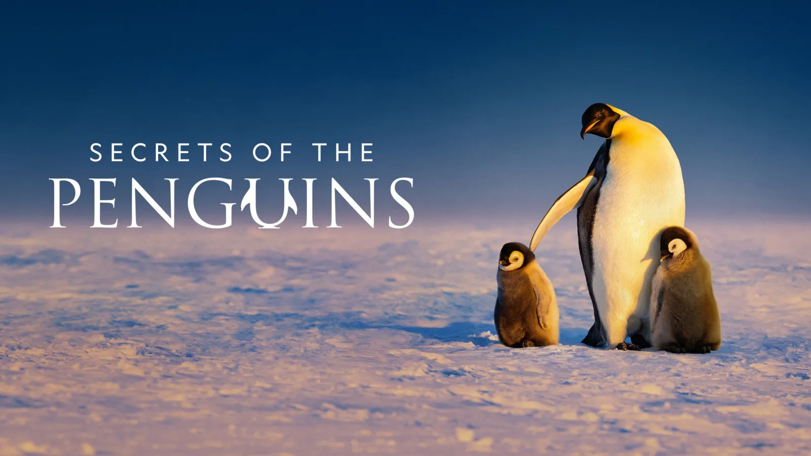 I segreti dei pinguini streaming ita