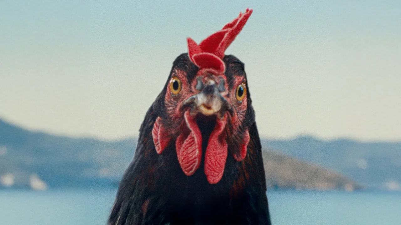 Hen - Storia di una Gallina streaming ita