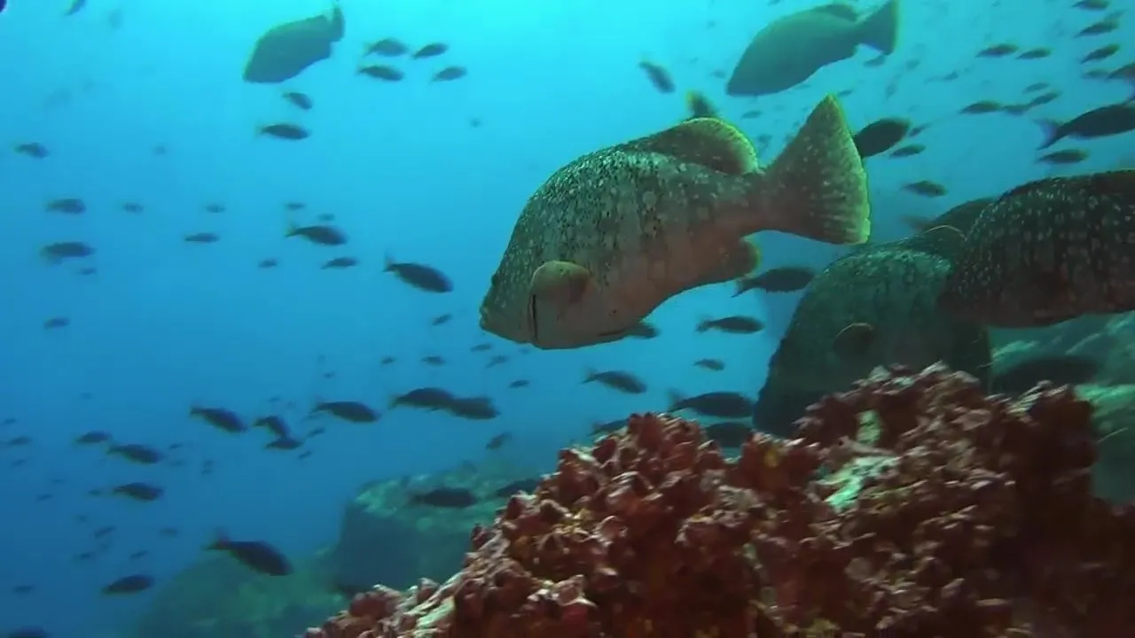 Ocean Predators streaming ita