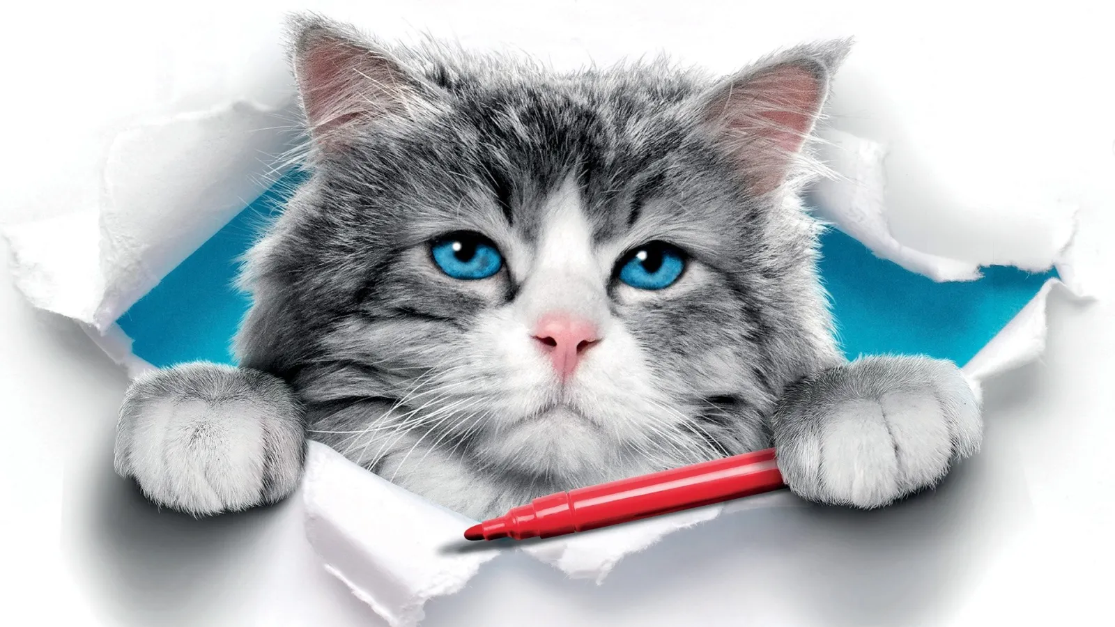 Una vita da gatto streaming ita